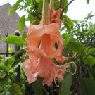 10 Triple Flamango Angel Trumpet Seeds Flowers Seed Flower Brugmansia Datura Fresh Seeds Fast Shippi
