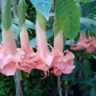 10 Salmon Perfect Angel Trumpet Seeds Flowers Seed Flower Brugmansia Datura Fresh Seeds Fast Shippin