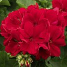 10 Red Geranium Seeds Perennial Flowers Seed Bright Flower Bloom Fresh Seeds Fast Shipping