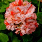 10 Orange White Geranium Seeds Perennial Flower Seed Flowers Bloom Fresh Seeds Fast Shipping