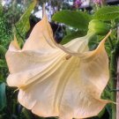 10 Olympic Flame Angel Trumpet Seeds Flowers Seed Flower Brugmansia Datura Fresh Seeds Fast Shipping