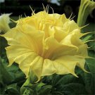 10 Golden Quee Angel Trumpet Seeds Flowers Seed Flower Brugmansia Datura Fresh Seeds Fast Shipping
