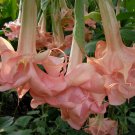 10 Evelyn Rose Angel Trumpet Seeds Flowers Seed Brugmansia Datura Fresh Seeds Fast Shipping
