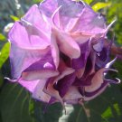 10 Double Orchid Rose Angel Trumpet Seeds Flowers Seed Brugmansia Datura Fresh Seeds Fast Shipping