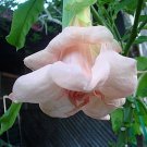 10 DBL Baby Pink Angel Trumpet Seeds Flowers Seed Flower Brugmansia Datura Fresh Seeds Fast Shipping