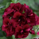 10 Dark Burgundy Geranium Seeds Hanging Basket Perennial Flowers Seed Flower Fresh Seeds Fast Shippi