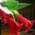 10 Candy Red Angel Trumpet Seeds Flowers Seed Flower Brugmansia Datura Fresh Seeds Fast Shipping