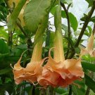 10 Angels Honeymoon Rose Angel Trumpet Seeds Flowers Seed Brugmansia Datura Fresh Seeds Fast Shippin