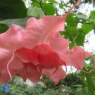 10 Ahavah Angel Trumpet Seeds Flowers Seed Brugmansia Datura Fresh Seeds Fast Shipping