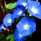 30 Heavenly Blue Morning Glory Vine Seeds Loads Of Large Blue Flowers Fresh Seeds Fast Shipping