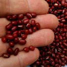 Adzuki Bean Seeds Fresh Seeds Fast Shipping