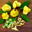 Aji Fantasypepper Seeds Fresh Seeds Fast Shipping