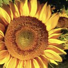 American Giant Sunflower Seeds For Over 1000 Seeds Fresh Seeds Fast Shipping