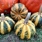 American Tundo Squash Seeds Fresh Seeds Fast Shipping