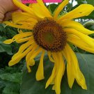 Arikara Sunflower Seeds 1012 Ft Tall 15 Seeds Fresh Seeds Fast Shipping