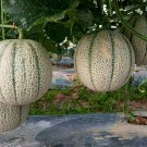Athena Cantaloupe Seeds Crispy Fruit Fresh Seeds Fast Shipping