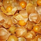 Aunt Mollys Tomatillo Seeds 20 Seeds Ground Cherry Fresh Seeds Fast Shipping