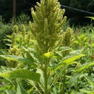 Aurelias Verde Amaranth 30 Seeds Beautiful Tall Flowers Fresh Seeds Fast Shipping