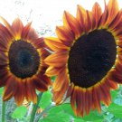 Autumn Beauty Sunflower 15 Seeds For 75 Kinds Of Sunflowers Fresh Seeds Fast Shipping