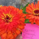 Aztec Orange Zinnia Seeds Massive Blooms Fresh Seeds Fast Shipping