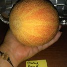 Baby Bear Honey Melon Seeds For Lots Of Melons Fresh Seeds Fast Shipping