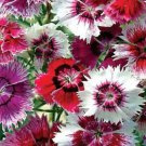 Baby Doll Dianthus Seeds Hardy Perennial Fresh Seeds Fast Shipping