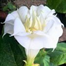 Ballerina White Devil Trumpet Datura 10 Seeds Double Triple Flowers Fresh Seeds Fast Shipping