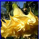 Ballerina Yellow Devil Trumpet Datura 10 Seeds Double Triple Flowers Fresh Seeds Fast Shipping