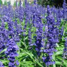 Beautiful Blue Sage 25 Seeds Salvia Farinacea Butterflies Love It Fresh Seeds Fast Shipping