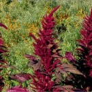 Beautiful Burgundy Amaranth 50 Seeds Fresh Seeds Fast Shipping