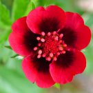 Beautiful Hardy Scarlet Cinquefoil 25 Seeds Bright Red Flowers Fresh Seeds Fast Shipping