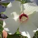 Beautiful Huge White Purple Center Dinnerplate Hibiscus Seeds Fresh Seeds Fast Shipping