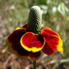 Beautiful Mexican Hats 50 Seeds Bold Color Fresh Seeds Fast Shipping