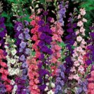 Beautiful Mixed Larkspur 25 Seeds Mixed Colors Fresh Seeds Fast Shipping