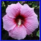 Beautiful Pink Hardy Hibiscus 10 Seeds Fresh Seeds Fast Shipping