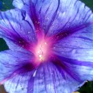 Beautiful Purple Stripe Morning Glory Vine 15 Seeds Wow Fresh Seeds Fast Shipping