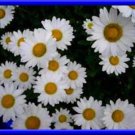 Beautiful Shasta Daisy Perennial 25 Seeds Very Fresh Seeds Fast Shipping