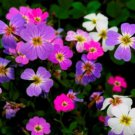 Beautiful Virginia Stock 50 Seeds Fresh Seeds Fast Shipping