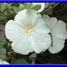 Beautiful White Hardy Hibiscus Seeds 10 Seeds Fresh Seeds Fast Shipping