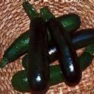 Black Beauty Squash Only 47 Days Till Harvest Fresh Seeds Fast Shipping