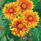 Blanket Flower Yellow Orange Center 30 Seeds Fresh Seeds Fast Shipping