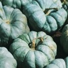 Blue Doll Pumpkin With Over 900 Seed Varieties Fresh Seeds Fast Shipping