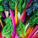 Bright Lights Swiss Chard 25 Seeds Great Taste Fresh Seeds Fast Shipping