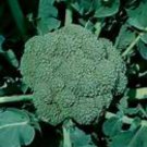Broccoli Waltham 100 Seeds Fresh Seeds Fast Shipping
