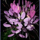 Cherry Queen Cleome Seeds Spider Flower 30 Seeds Fresh Seeds Fast Shipping