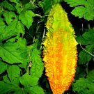 Chinese Bitter Cucumber Bitter Melon Vine Seeds Fresh Seeds Fast Shipping