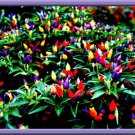 Chinese Ornamental Pepper Seeds Over 900 Items Fresh Seeds Fast Shipping