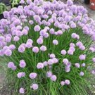 Chive Seeds Great On A Baked Potato Yum Fresh Seeds Fast Shipping