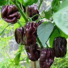 Chocolate Habanero Pepper Seeds For Hundreds Of Peppers Fresh Seeds Fast Shipping