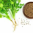 Cilantro Seeds Coriandrum Sativum Great Herb Fresh Seeds Fast Shipping